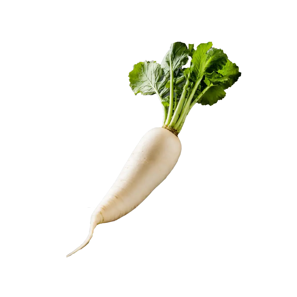 Radish (Mooli)