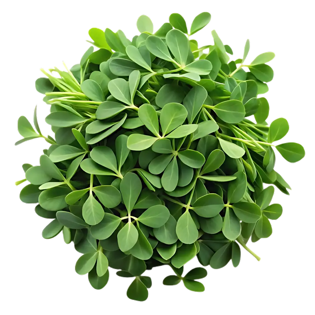 Fenugreek (Methi)