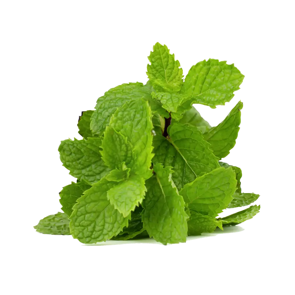 Mint (Pudina)