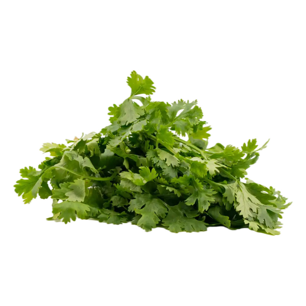 Coriander (Dhaniya)