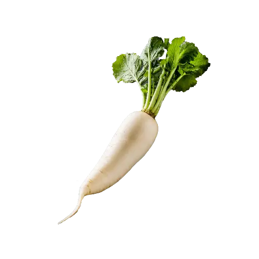Radish (Mooli)