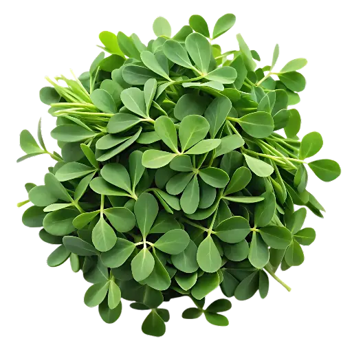 Fenugreek (Methi)