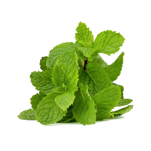 Mint (Pudina)