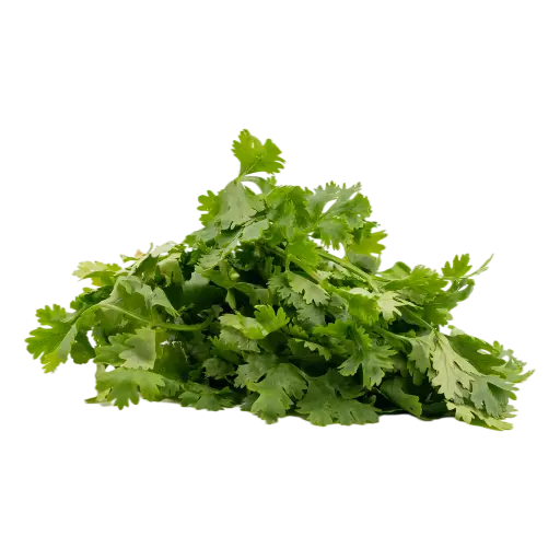 Coriander (Dhaniya)